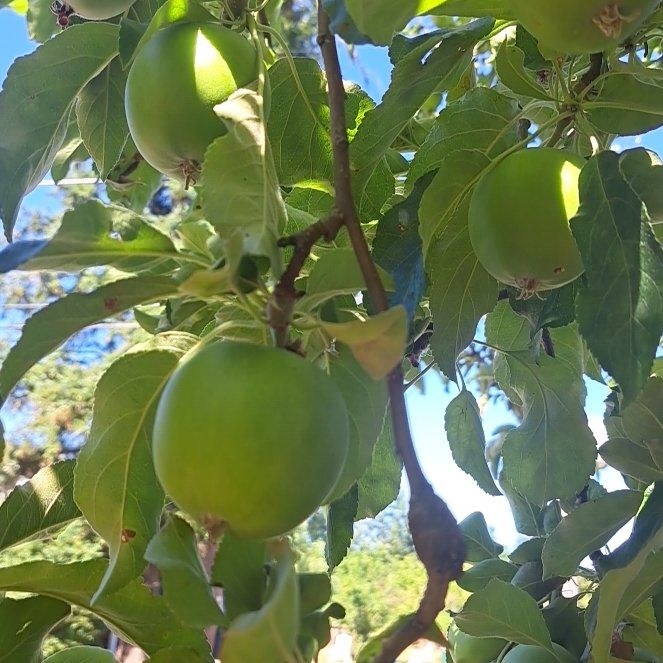 Photo of the plant species Apple by @StarryMyagrum named Homer on Greg, the plant care app