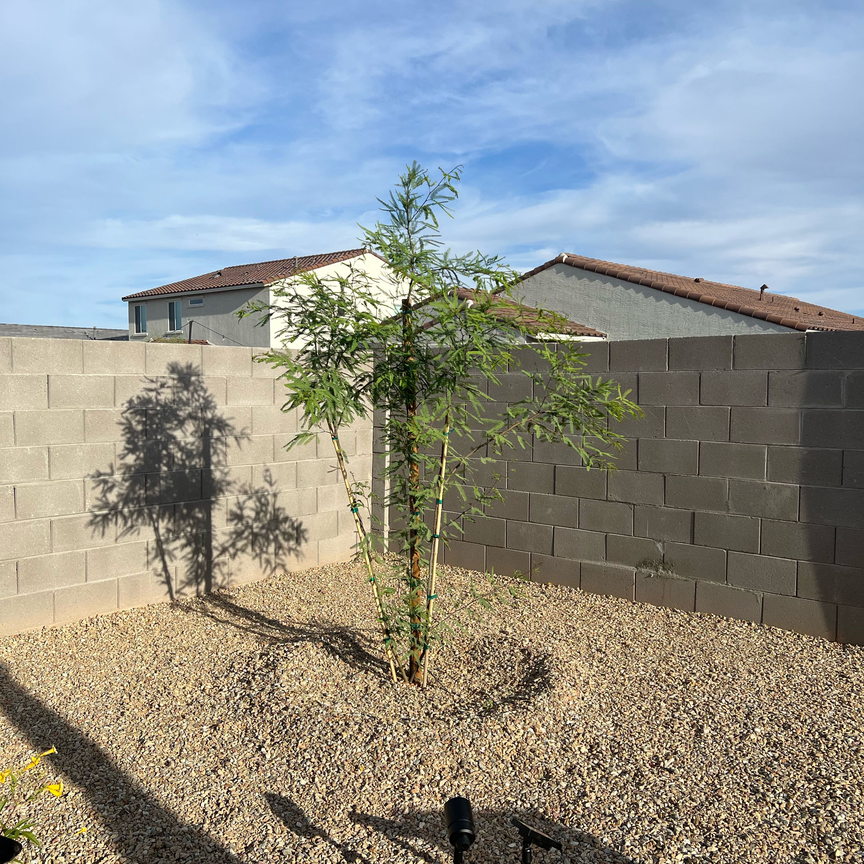 Photo of the plant species Chilean Mesquite by @Foreign2Flora named Pete on Greg, the plant care app