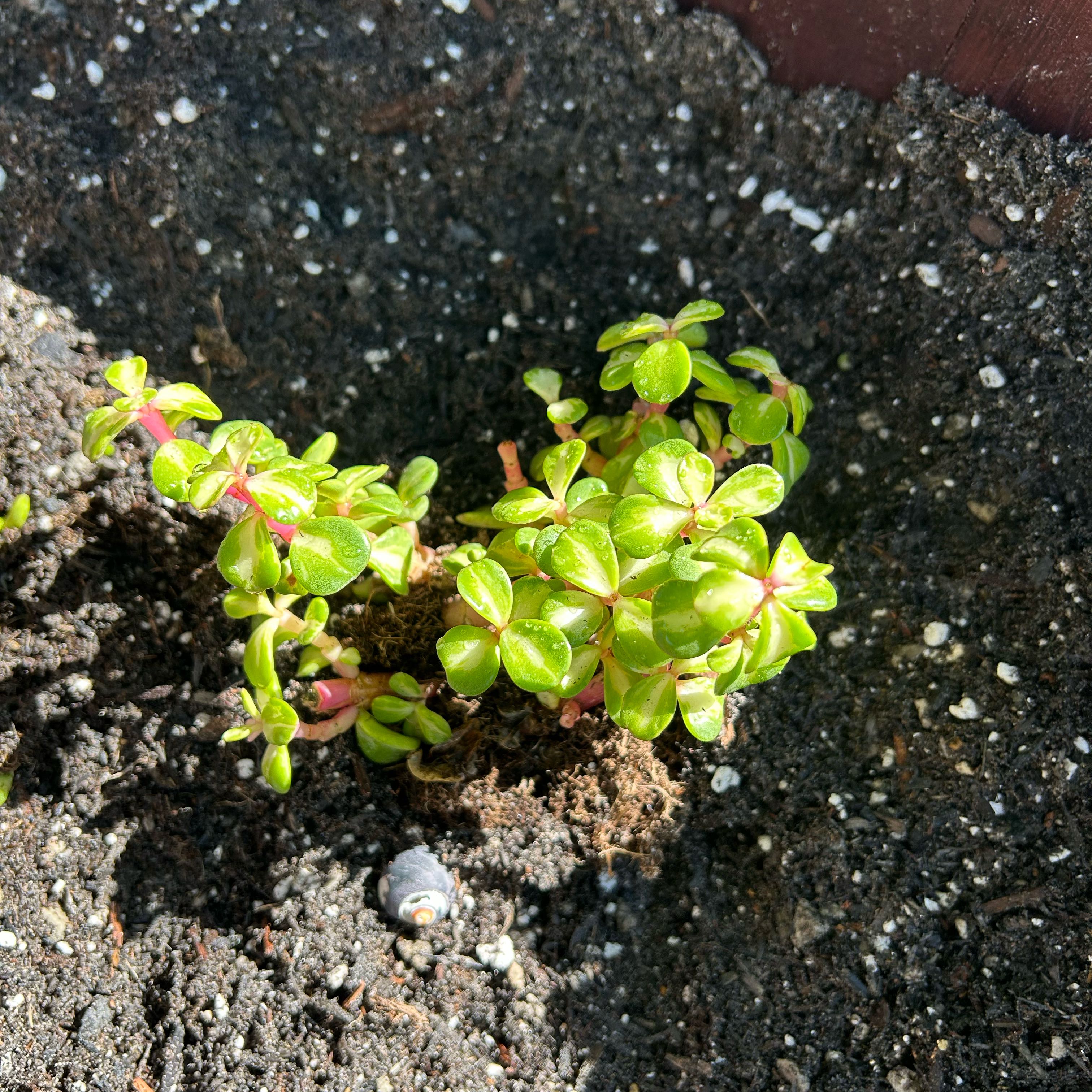 Photo of the plant species Jelly Bean Plant by @IntrepidAster named jelly bean on Greg, the plant care app