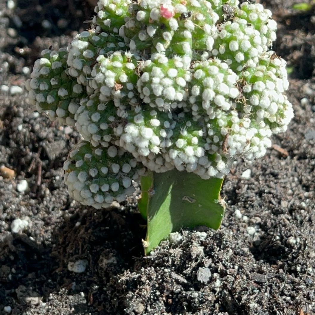 Photo of the plant species Arizona Snowcap Cactus by @IntrepidAster named snow on Greg, the plant care app