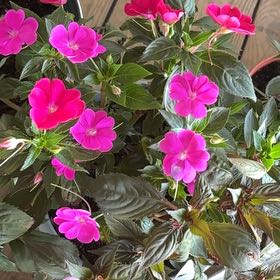 Photo of the plant species Easy Wave Petunias by @HolyBeebalm0 named Homer on Greg, the plant care app