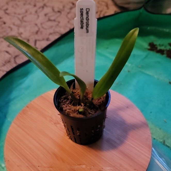 Photo of the plant species Dendrobium by @PositiveNoni17 named Plato on Greg, the plant care app