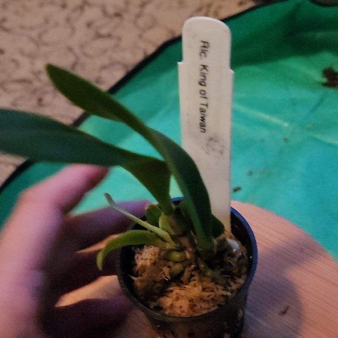 Plant care for Cattleya on Greg, the plant care app