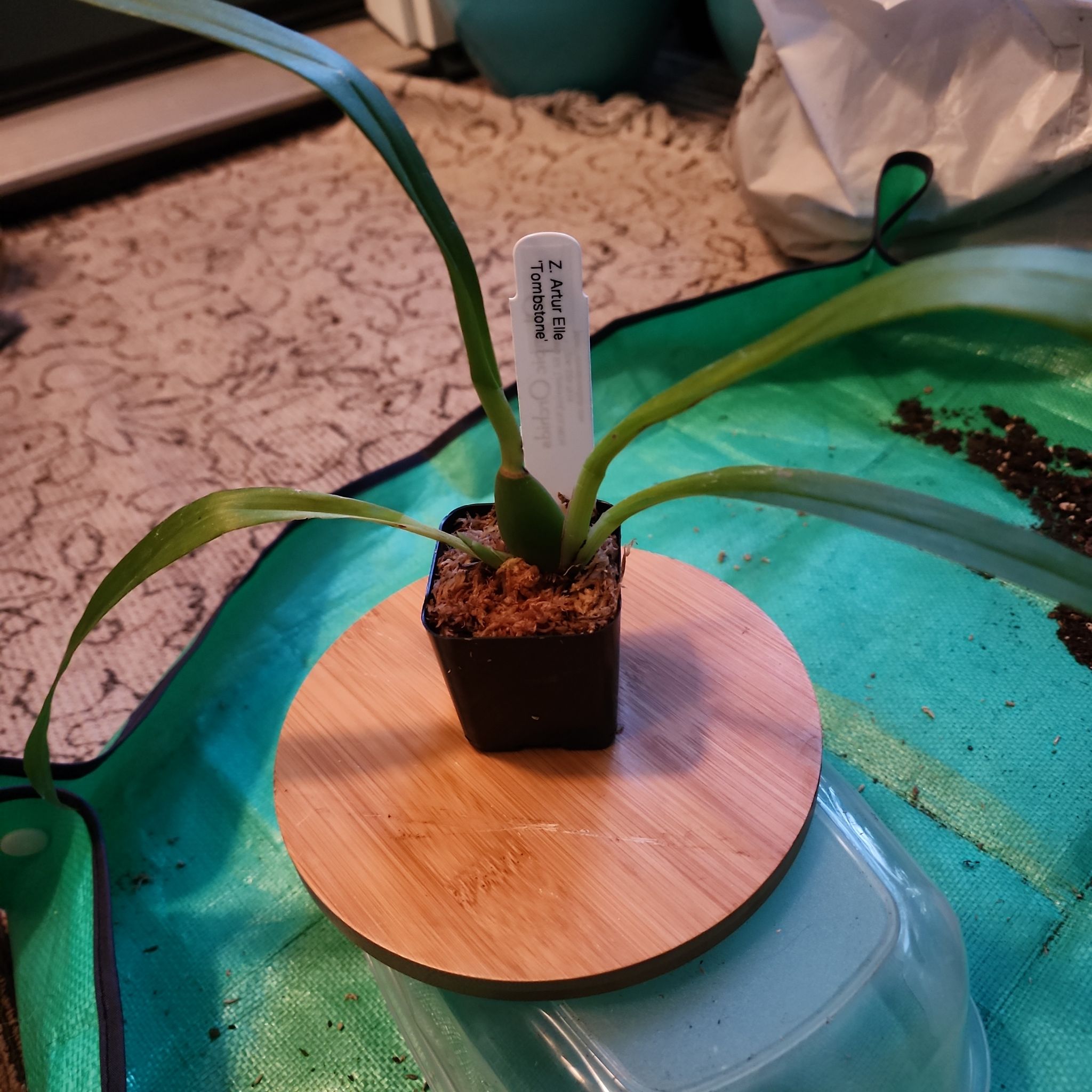 Photo of the plant species Zygopetalum 'Artur Elle' by @PositiveNoni17 named Leonardo on Greg, the plant care app