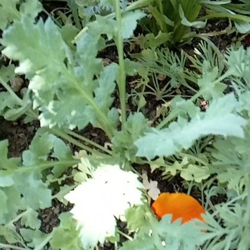 Photo of the plant species Fivespot by @SirCatnip17 named Fivespot on Greg, the plant care app
