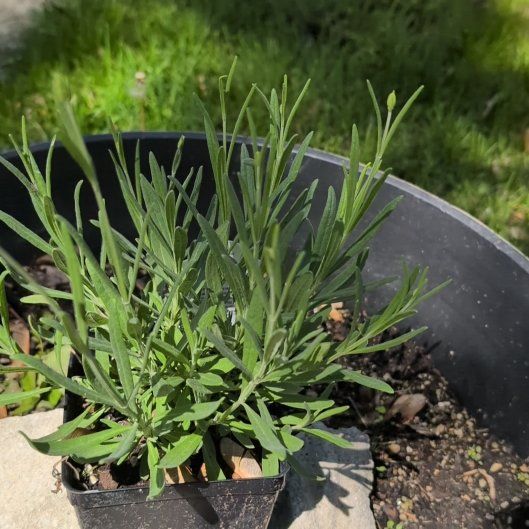 Photo of the plant species Phenomenal lavender by @StarTutu42 named Daphne on Greg, the plant care app