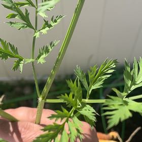 Photo of the plant species Wild Carrot by @TryCamphor64 named Sage on Greg, the plant care app