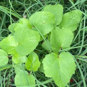 Photo of the plant species Rampion Bellflower by @TryCamphor64 named Kardashian on Greg, the plant care app