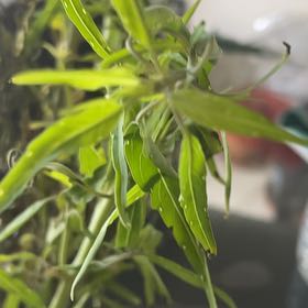 Photo of the plant species Corkscrew Willow by @TryCamphor64 named Gobi on Greg, the plant care app