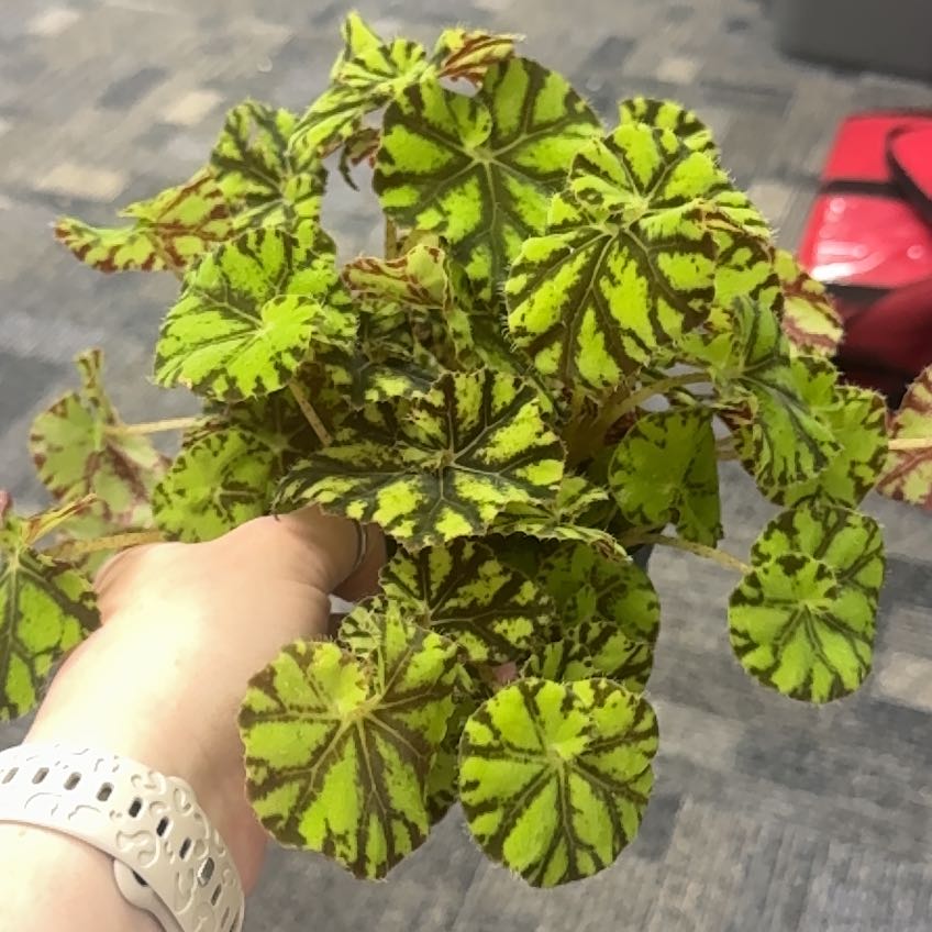 Photo of the plant species Begonia Tiger Paws by @SisterMedeola28 named Naomi on Greg, the plant care app