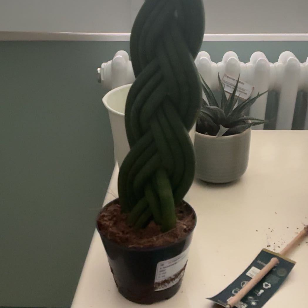 Photo of the plant species cylindrical snake plant by @CalmSalsa25 named Elina on Greg, the plant care app