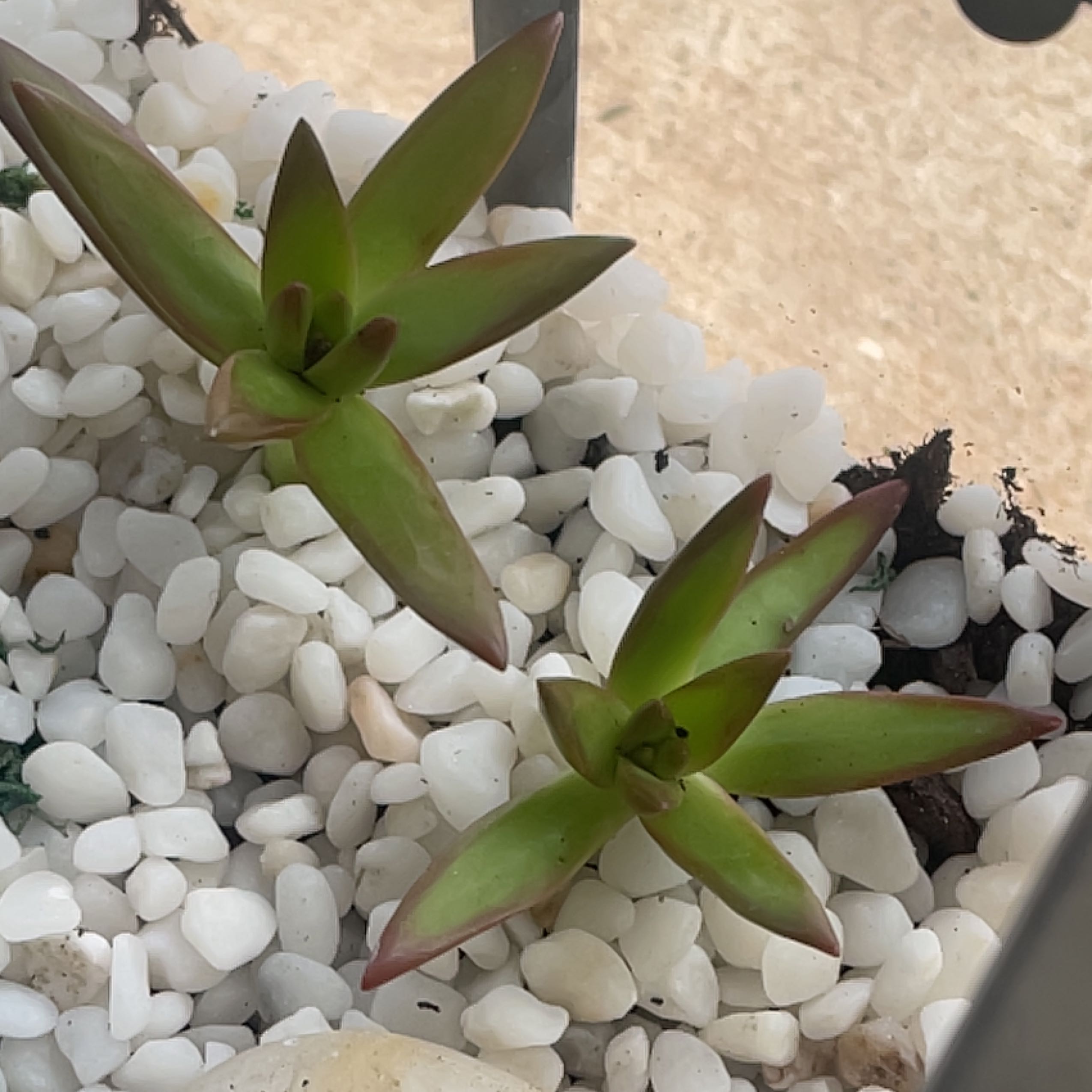 Two Sedum 'Firestorm' succulents with green leaves and reddish tips planted in white pebbles.