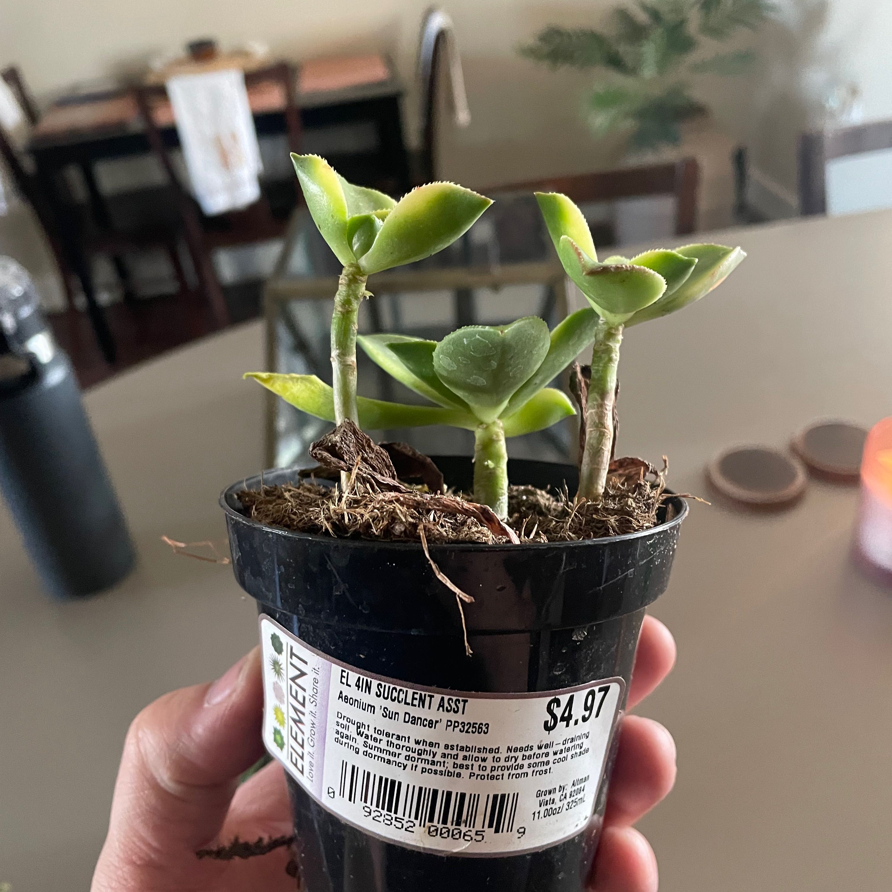 Photo of the plant species Aeonium 'Sun Dancer' by Casey named Sun dancer on Greg, the plant care app