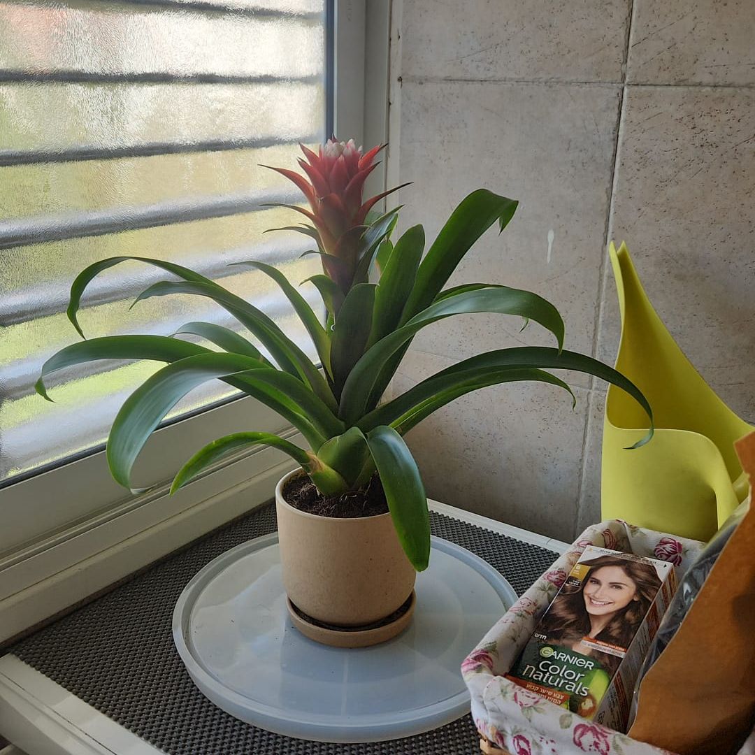 Photo of the plant species Scarlet Star by @SwiftEcheveria named Sofia on Greg, the plant care app
