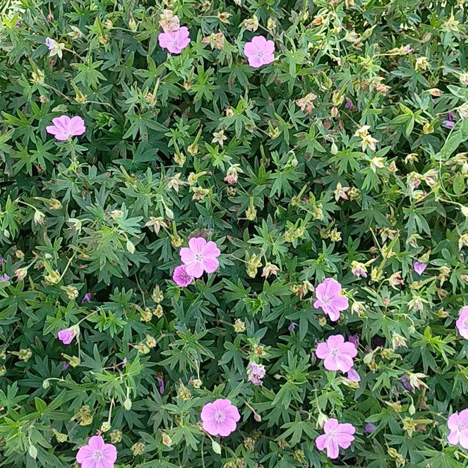 Photo of the plant species Bloody Geranium by @WiseWaxvine39 named Nithin on Greg, the plant care app