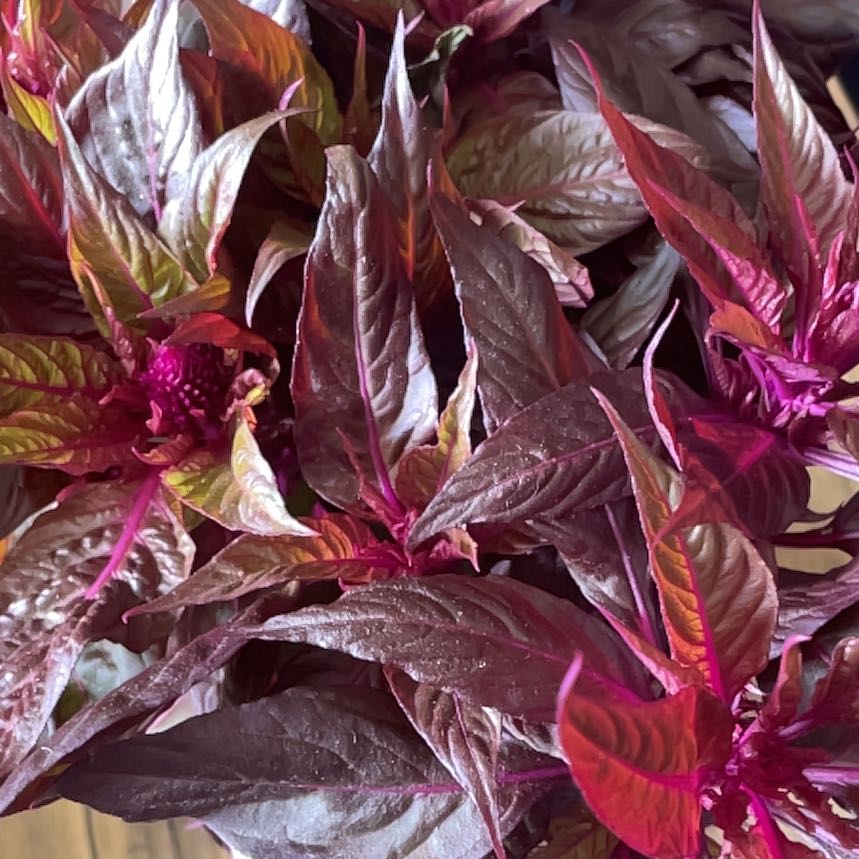 Photo of the plant species Dark Opal Basil by @FabGasplant18 named Opal on Greg, the plant care app