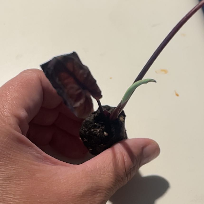Photo of the plant species Colocasia Midnight by @FabGasplant18 named Midnight on Greg, the plant care app