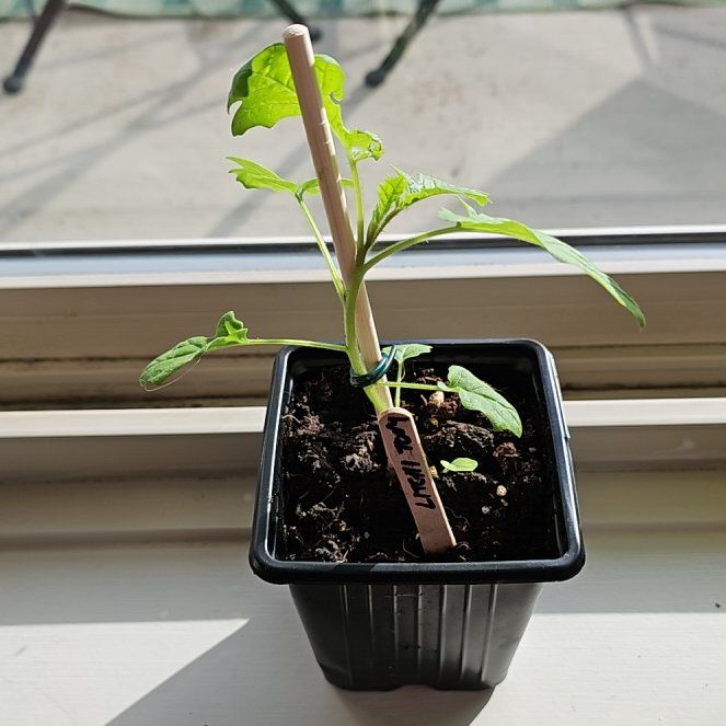 Photo of the plant species Sticky Nightshade by @JauntyLychee78 named Daphne on Greg, the plant care app