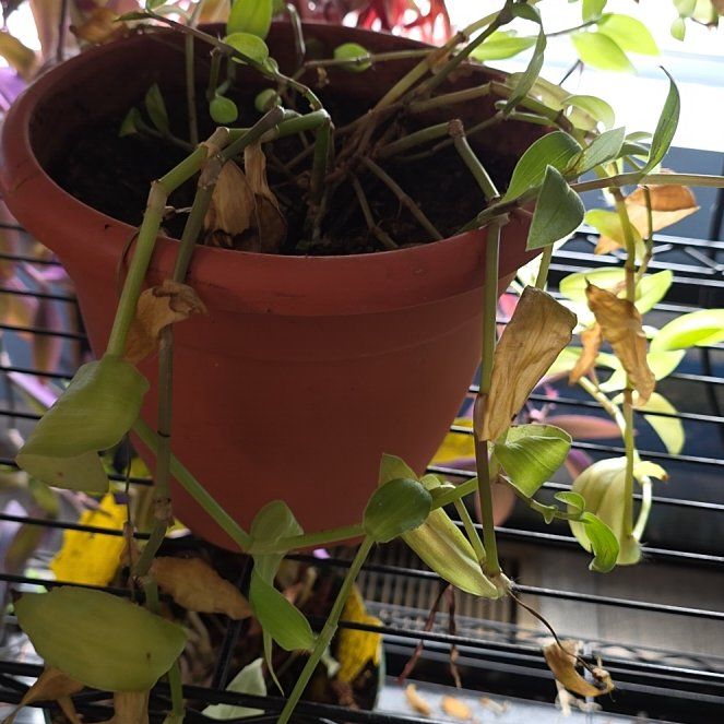 Photo of the plant species Wandering Jew 'Tikal' by @SoigneArnoseris named Ronaldo on Greg, the plant care app