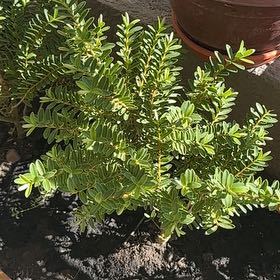 Photo of the plant species Veronica odora by @SaviorKaraka27 named Einstein on Greg, the plant care app