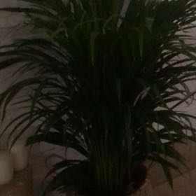 Photo of the plant species Alocasia gagaena 'California' by @SugarAntplant66 named Denali on Greg, the plant care app