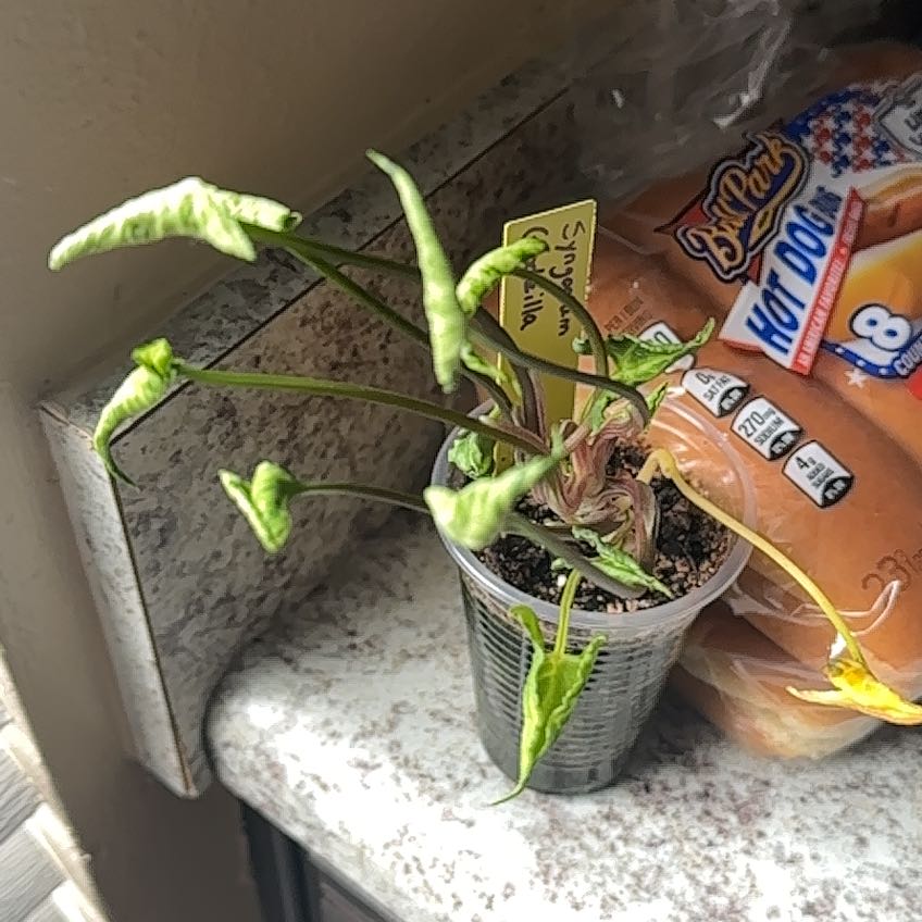 Photo of the plant species Syngonium Godzilla by @FastRibbonwood named Remington on Greg, the plant care app