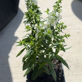 Photo of the plant species Angelonia by @YiftCatpalm69 named Madonna on Greg, the plant care app