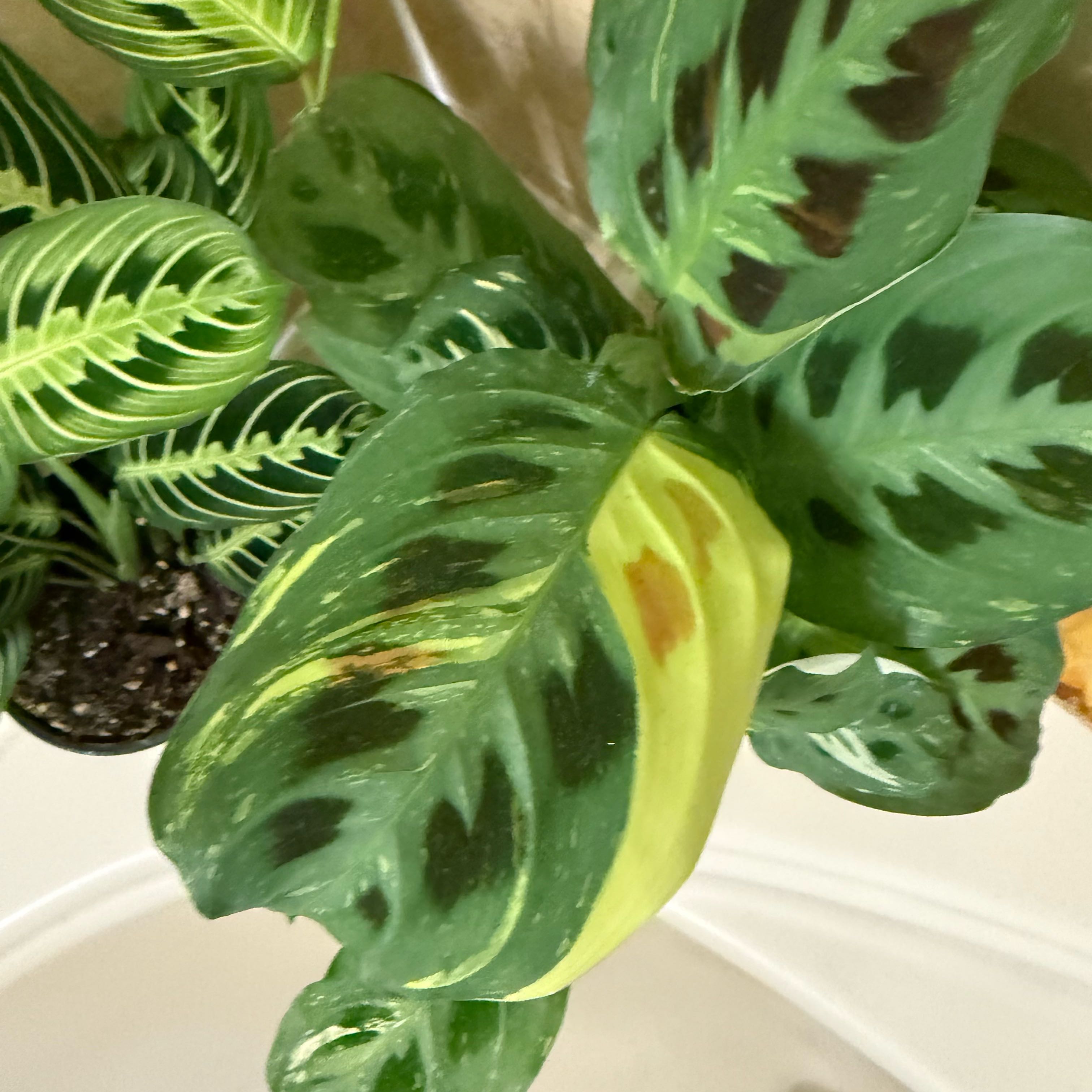 Photo of the plant species Variegated Rabbit Tracks by @ZanyLilacsage40 named Roger Rabbit on Greg, the plant care app