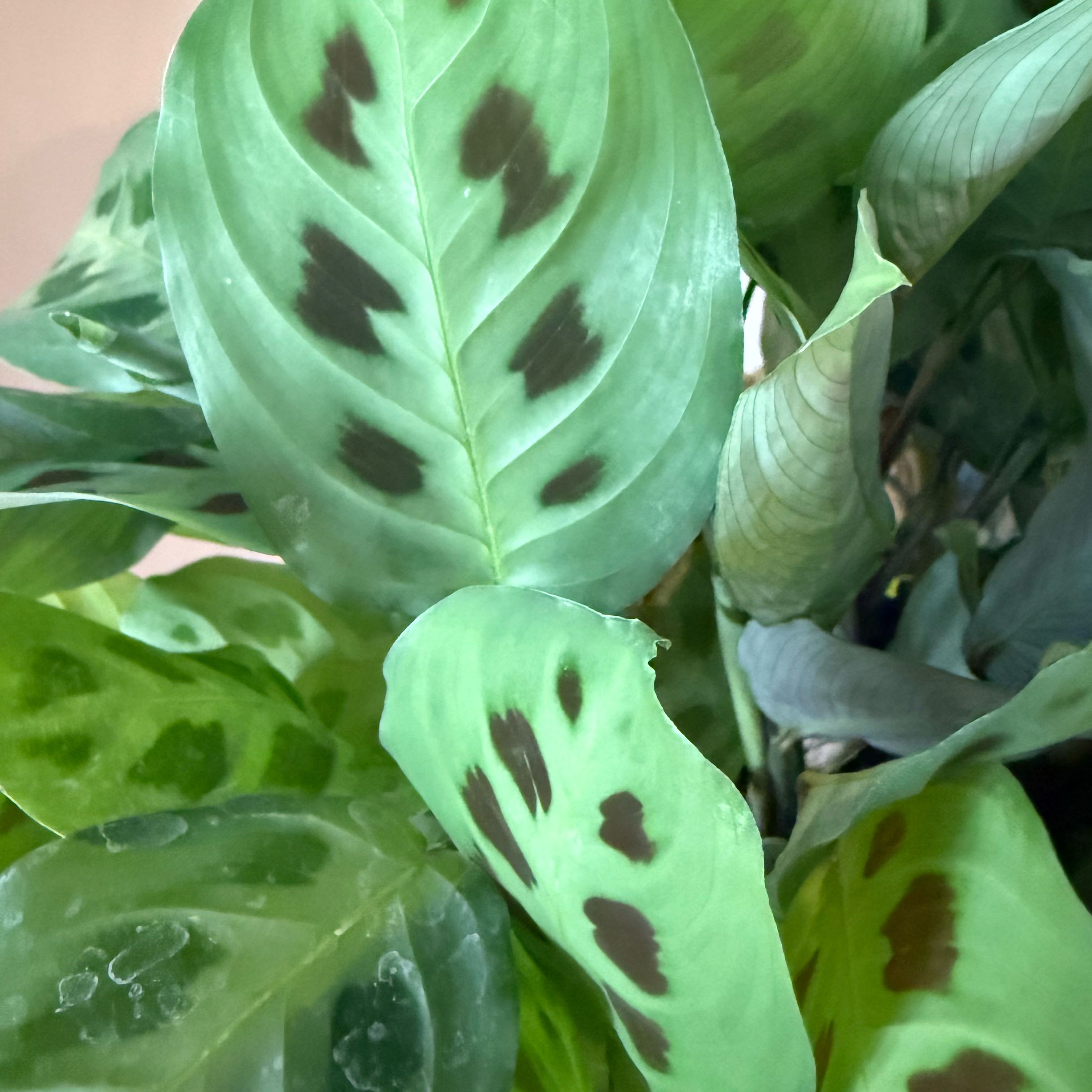 Photo of the plant species Rabbit Tracks by @ZanyLilacsage40 named Emerson on Greg, the plant care app