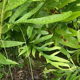 Photo of the plant species Monarch Fern by @ChampIcecaps31 named Figyonce on Greg, the plant care app