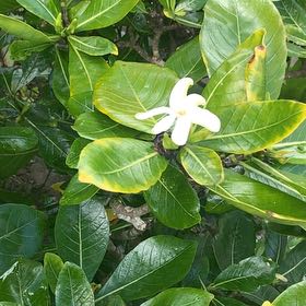 Photo of the plant species Tahitian Gardenia by @ChampIcecaps31 named Rainier on Greg, the plant care app