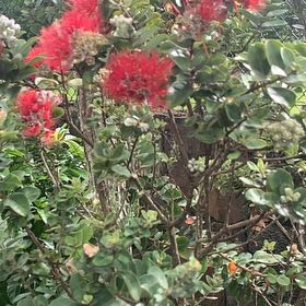 Photo of the plant species Tahiti Ohia Lehua by @ChampIcecaps31 named Diana on Greg, the plant care app