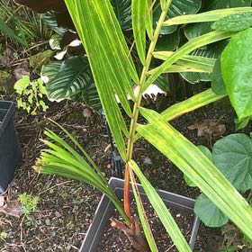 Photo of the plant species Lipstick Palm by @ChampIcecaps31 named Gregarious on Greg, the plant care app