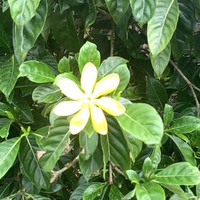 Photo of the plant species Pinwheel Gardenia by @ChampIcecaps31 named Planty on Greg, the plant care app