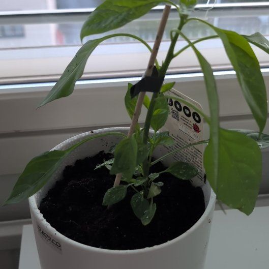 Photo of the plant species Apache Chili by @FitWoodfern21 named Walt on Greg, the plant care app