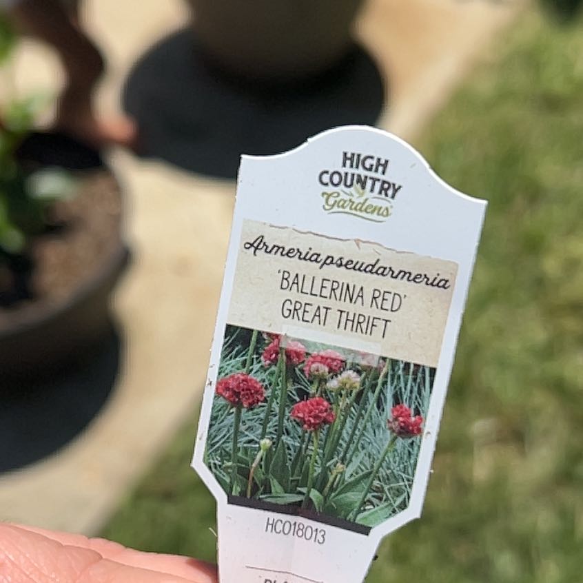 Plant care for Kairouan Sea Lavender on Greg, the plant care app