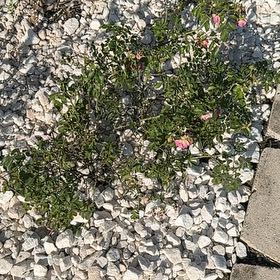 Photo of the plant species Pink Drift Rose by @ProudlyFuchsia8 named Drift Rose on Greg, the plant care app