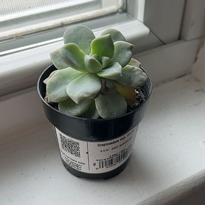 Photo of the plant species Ghosty by @HeirWhitewillow named Rainier on Greg, the plant care app