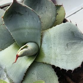 Photo of the plant species Mescal by @VipAjwain93 named Kesha on Greg, the plant care app