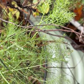Photo of the plant species Dog Fennel by @QueenBlackash41 named Navajo on Greg, the plant care app