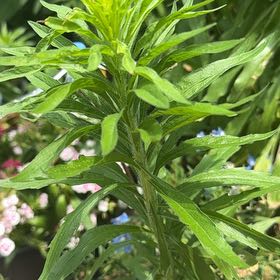 Photo of the plant species Daisy by @QueenBlackash41 named Curie on Greg, the plant care app