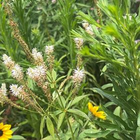 Photo of the plant species Gooseneck Loosestrife by @QueenBlackash41 named Bigleef Smalls on Greg, the plant care app