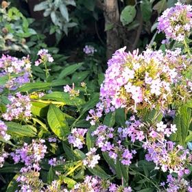 Photo of the plant species Garden Phlox by @QueenBlackash41 named Marilyn on Greg, the plant care app