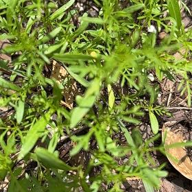 Photo of the plant species False Mermaidweed by @RelaxedCorn72 named Wall-E on Greg, the plant care app