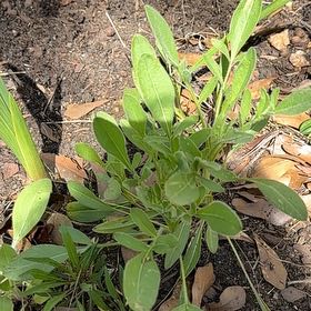 Photo of the plant species Lanceleaf Tickseed by @RelaxedCorn72 named Apollo on Greg, the plant care app