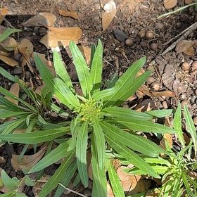 Photo of the plant species Coneflower by @RelaxedCorn72 named Achilles on Greg, the plant care app