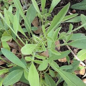 Photo of the plant species Lanceleaf Tickseed by @RelaxedCorn72 named Sonora on Greg, the plant care app