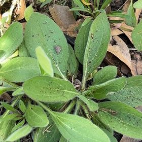 Photo of the plant species Yellow Daisy by @RelaxedCorn72 named Bigleef Smalls on Greg, the plant care app