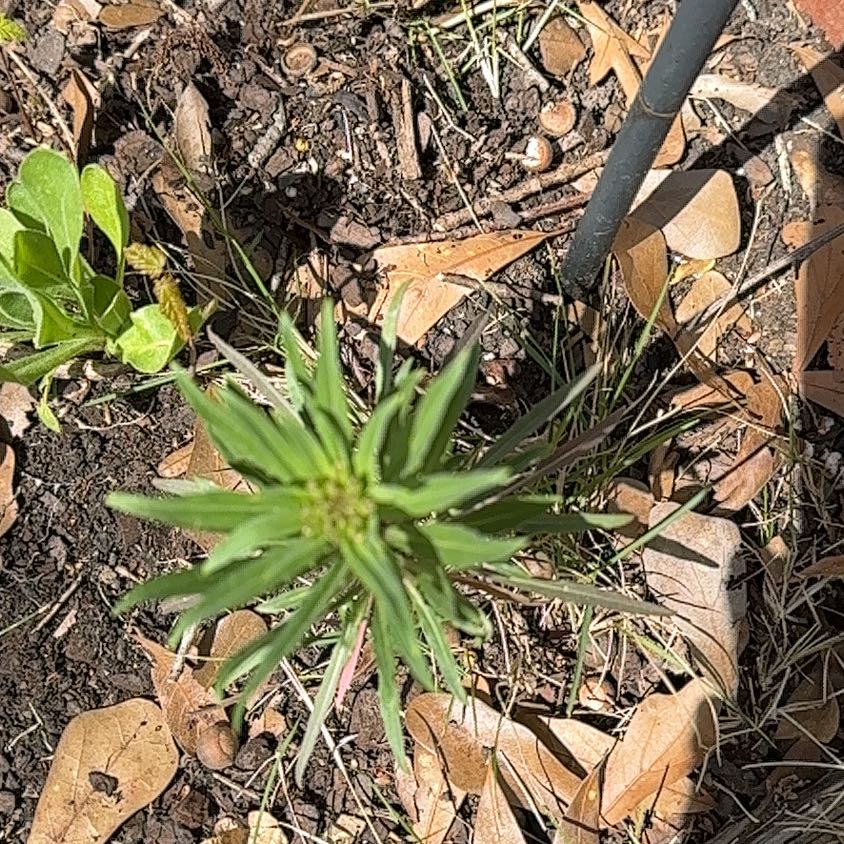 Photo of the plant species Butter and Eggs by @RelaxedCorn72 named Maya on Greg, the plant care app