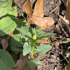 Photo of the plant species Violet Wild Petunia by @RelaxedCorn72 named Orwell on Greg, the plant care app